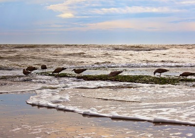 waddenzee2